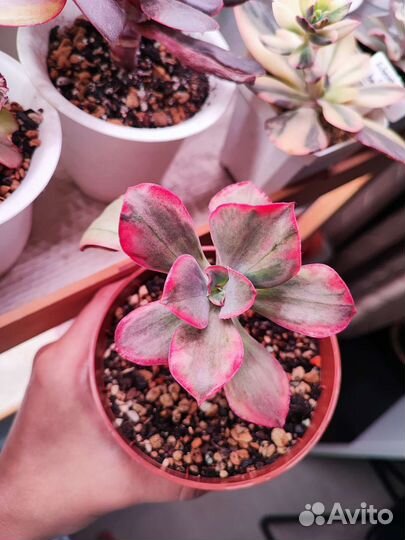 Суккуленты