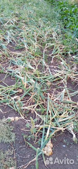 Лук репачтый