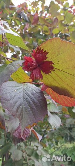 Орех фундук краснолистный и зелёный