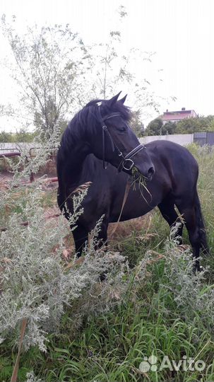 Продается вороная кобыла, лошадь