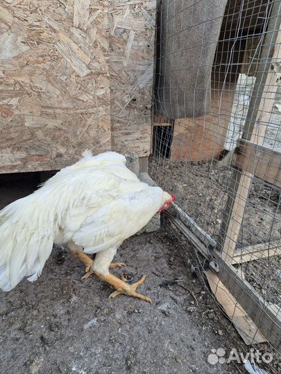 Бойцовые петухи