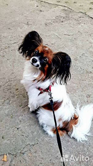 Передержка собак, догситтер