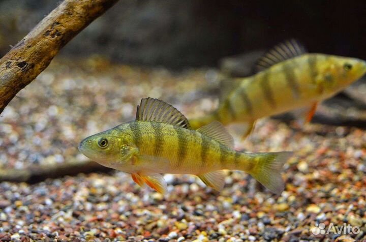 Живцы для рыбалки