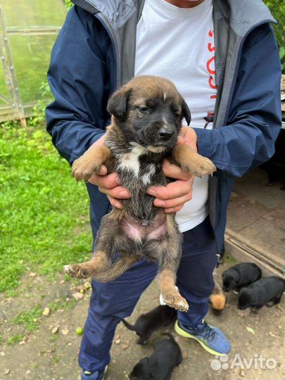 Щенки добермана-лаика в добрые руки
