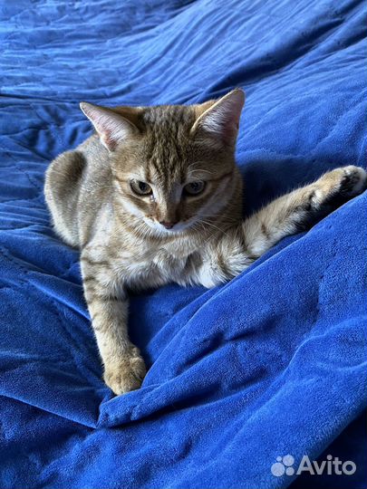 Отдадим кошечку в очень добрые руки