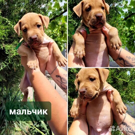Щенки питбуля редноус