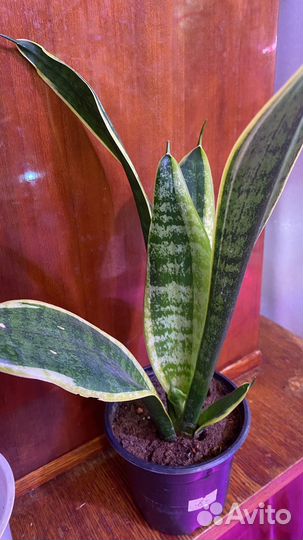 Сансивиерии и суккуленты