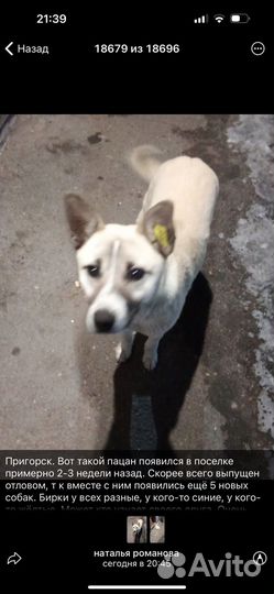 Собака в добрые руки отдам бесплатно