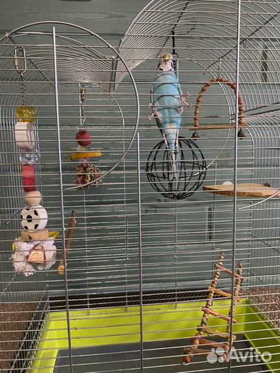 Волнистый попугай с клеткой