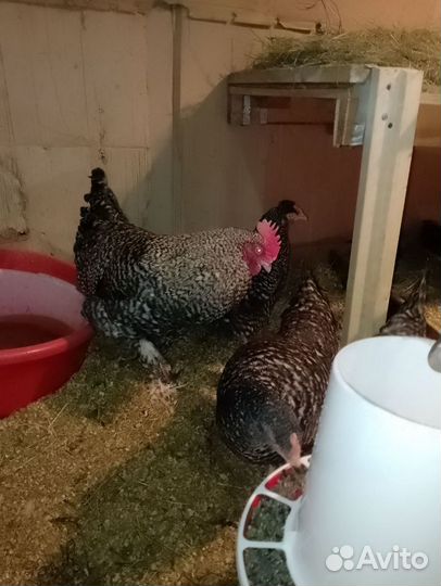 Домашние куриные яйца инкубационные