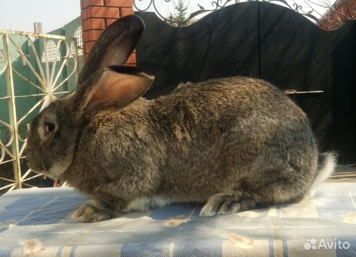 Продам кроликов