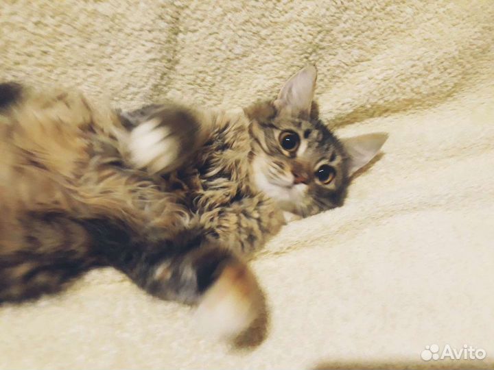 Ксюша ищет дом