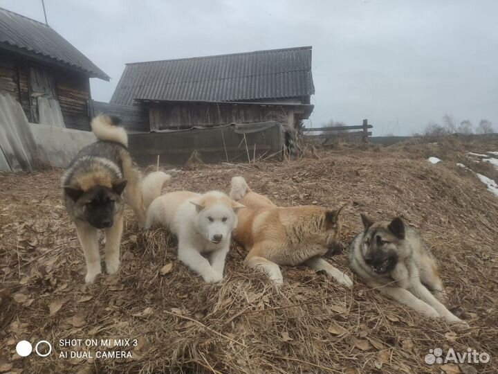 Американская Акита плюс Хаски