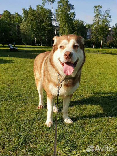 Выгул собак, передержка собак/котиков