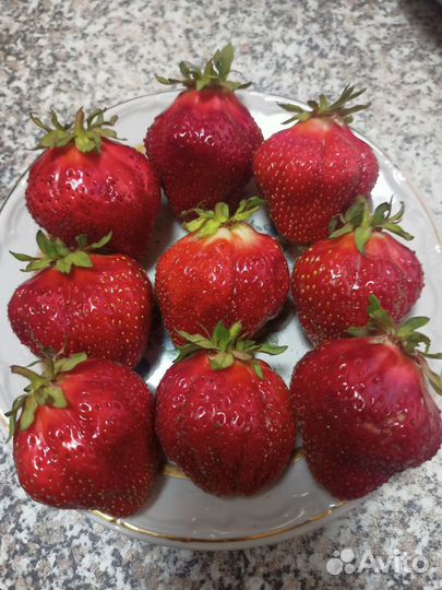 Генри рассада клубники (земляники садовой крупноп