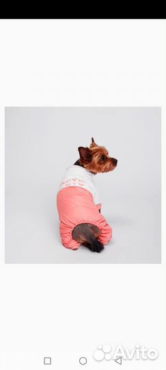 Комбинезон для собаки