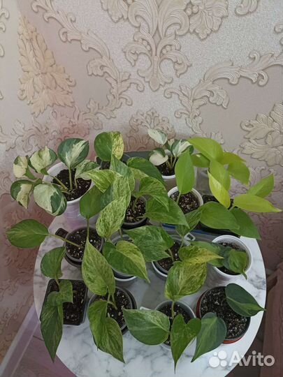 Сциндапсусы сортовые