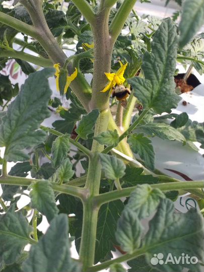 Овощевод, слесарь