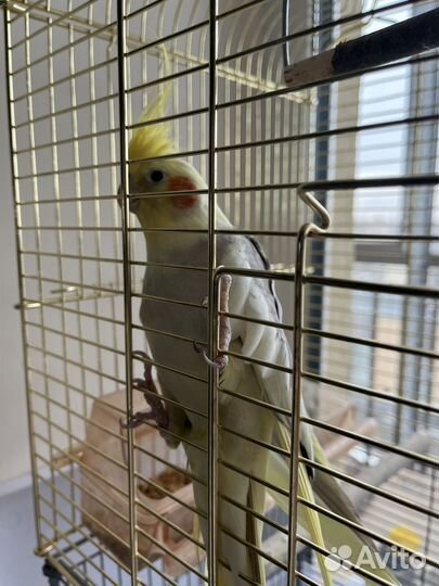 Попугай корелла с клеткой