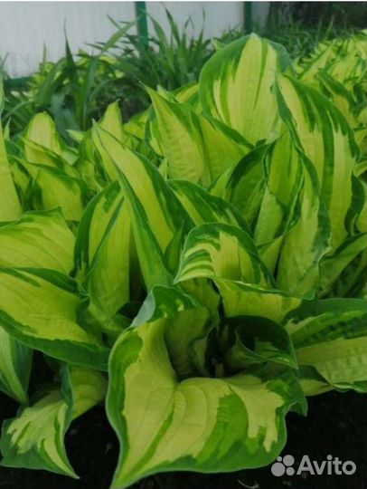 Хосты в ассортименте