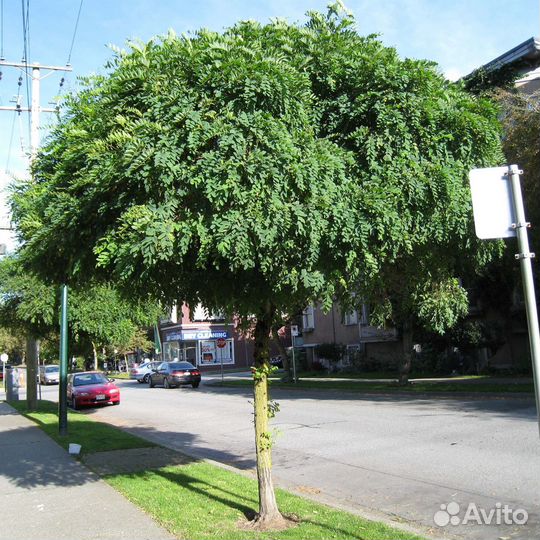 Робиния белая и розовая, семена