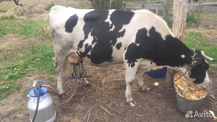 Корова и бычок