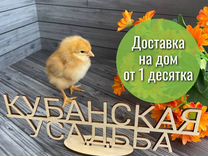 Суточные курочки Ломан Браун в Гулькевичском р-не