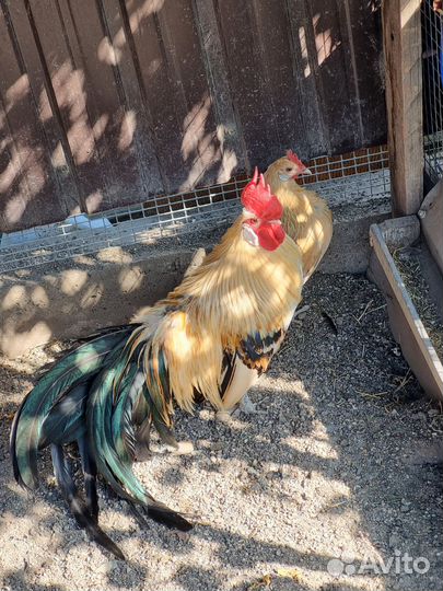 Петушки