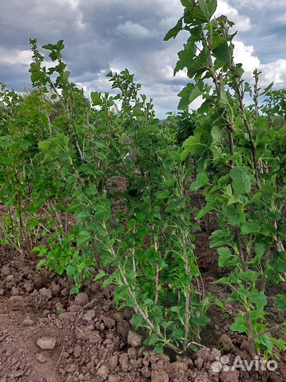 Черная смородина