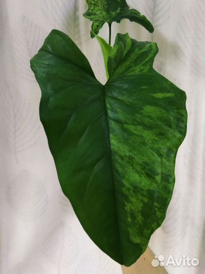 Сингониум Mottled Arrowhead