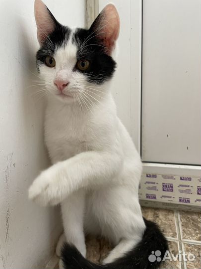 Котенок - подросток ищет дом