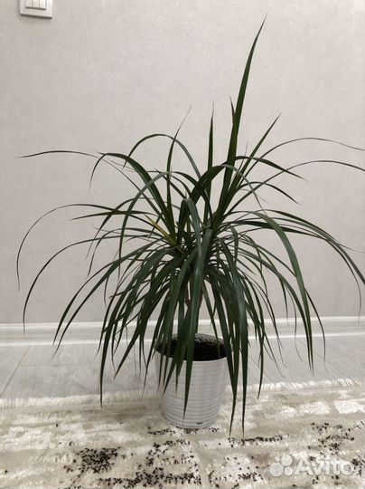 Драцена Маргината