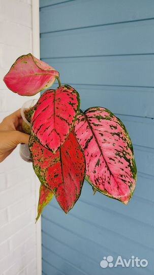 Аглаонема Valentine, red wings