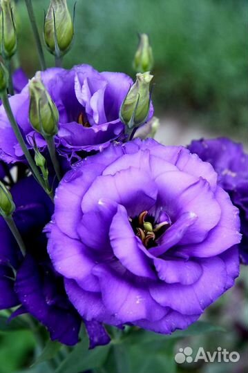 Эустома роза опт и розница