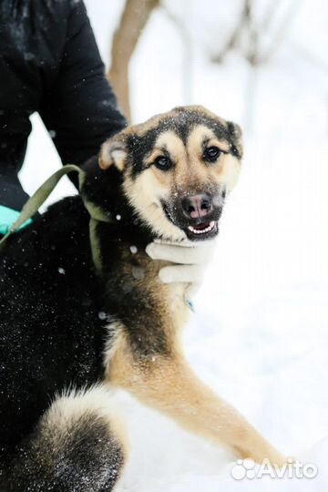 Молодой щенок ищет самую лучшую семью