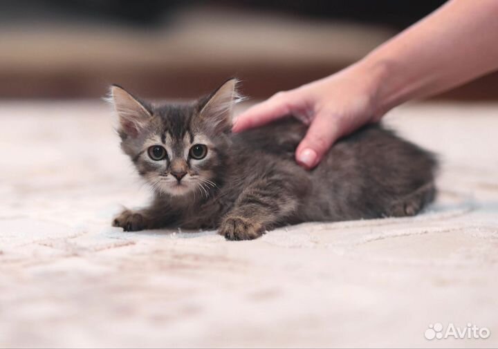 Котенок мальчик 2.5 мес