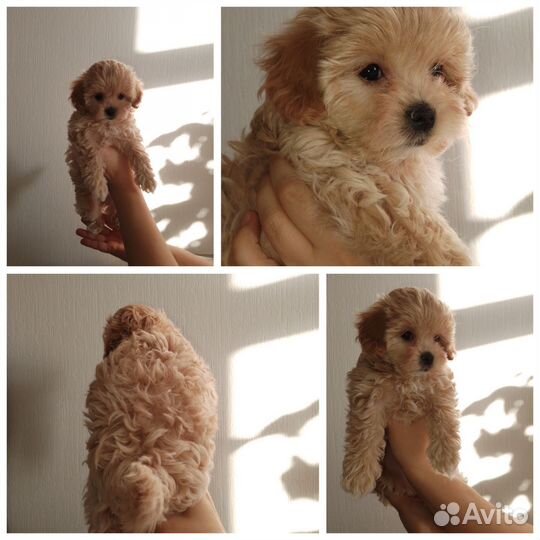 Щенки мальтипу