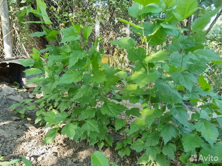 Гибискус древовидный сиреневый