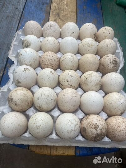 Яйцо на инкубацию индюшинное