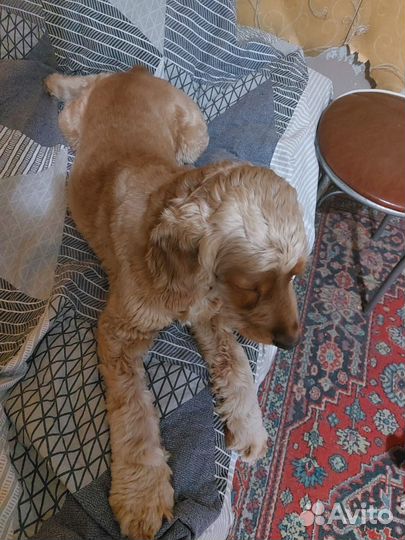 Отдам в добрые руки