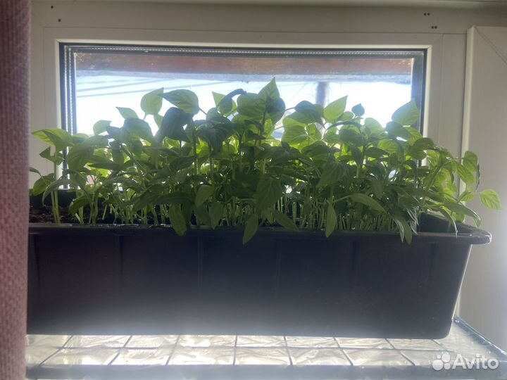 Рассада перцев