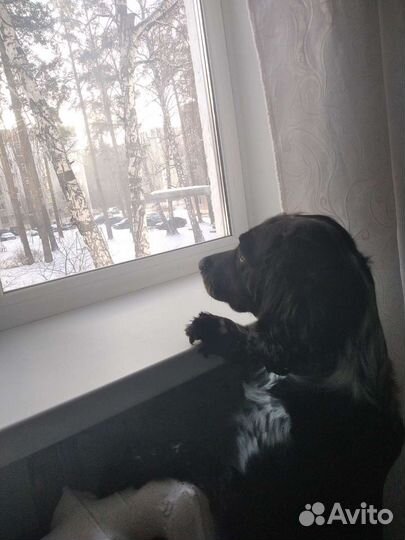 Русский спаниель вязка
