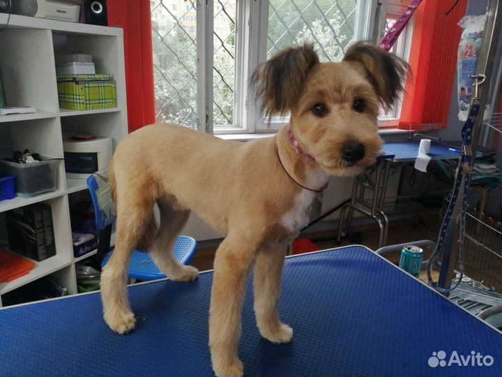 Грумер универсал (стрижка собак)