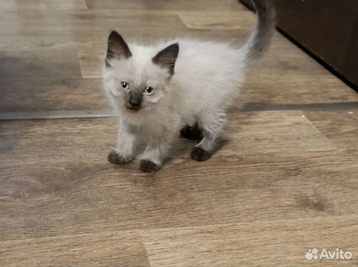 Тайские котята