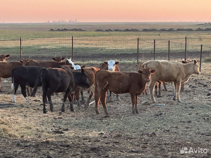 Коровы и телки