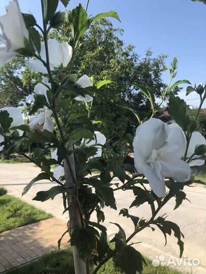 Гибискус уличный махровый семена