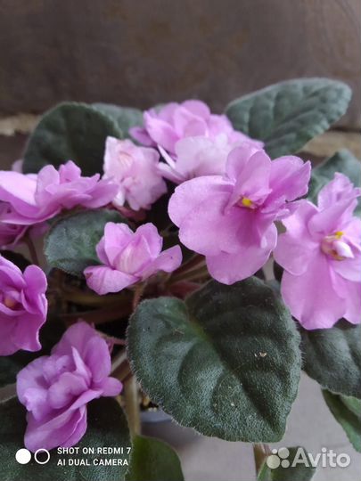 Фиалка в горшках