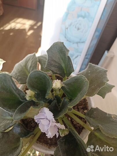 Фиалка светло сиреневая