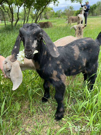 Англо-нубийские козлята