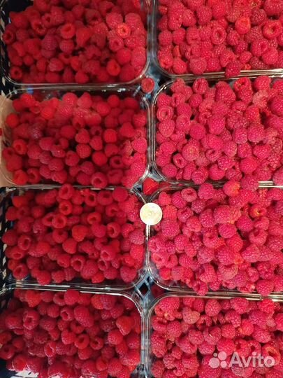 Саженцы ремонтантной малины